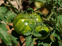 63421CrLe - Green Tomatoes on the vine   Each New Day A Miracle  [  Understanding the Bible   |   Poetry   |   Story  ]- by Pete Rhebergen